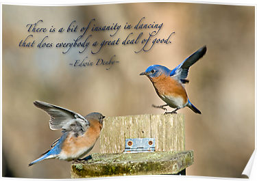 bluebird dancing.jpg